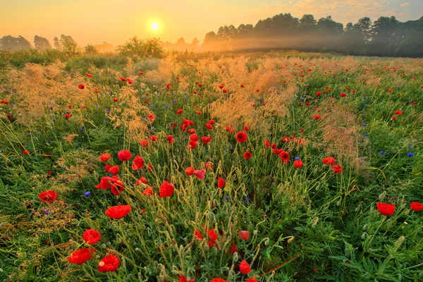 Campo de amapola de verano — Foto de Stock