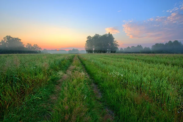 Summer field landscape — Stock Photo, Image