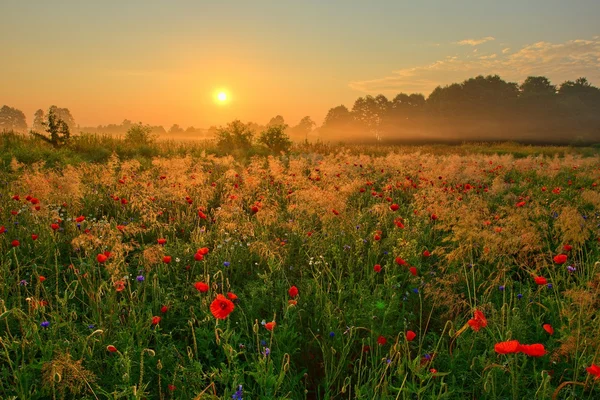 Zomer poppy veld — Stockfoto