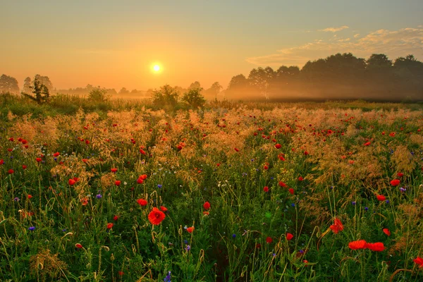 Sunset and poppy field — Stock Photo, Image