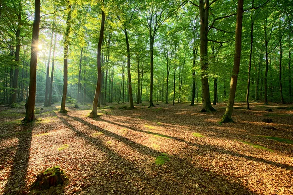 Mañana de otoño en el bosque — Foto de Stock