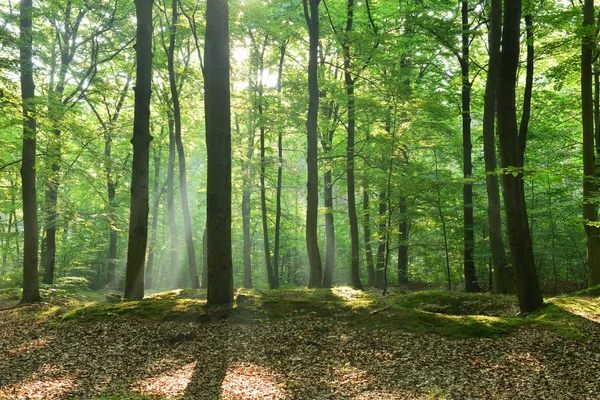 Podzimní ráno v lese — Stock fotografie