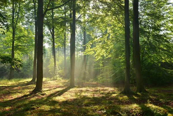 Herfstochtend in het bos — Stockfoto