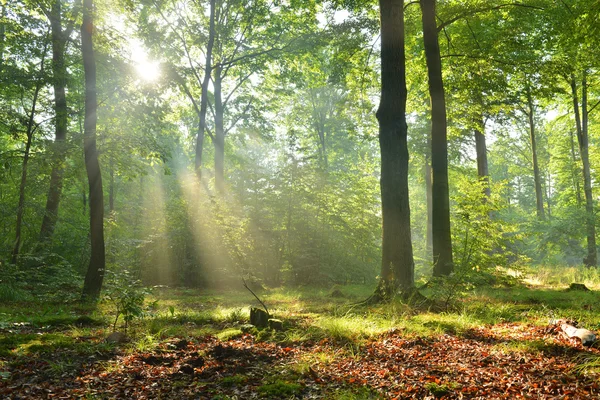 Ormanda sonbahar sabahı — Stok fotoğraf