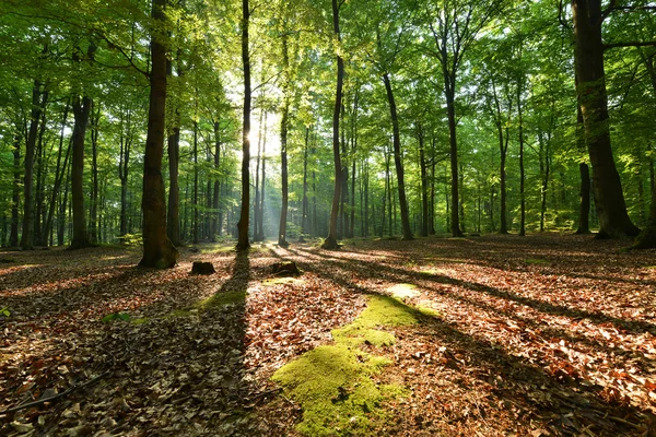 Autumn morning in the forest — Stock Photo, Image