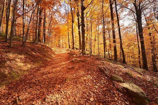 Золотой осенний лес — стоковое фото