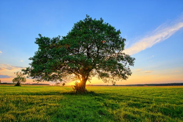 Дерево и закат в поле — стоковое фото