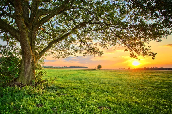 Ağaç ve günbatımı alanında — Stok fotoğraf