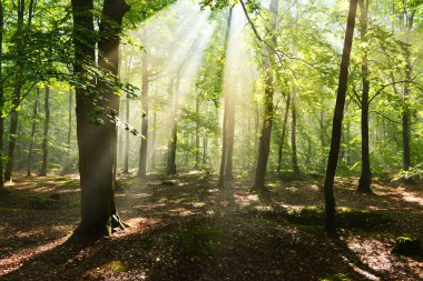 Ormanda sonbahar sabahı