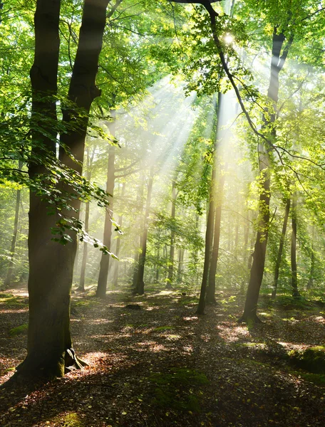 Herbstmorgen im Wald — Stockfoto