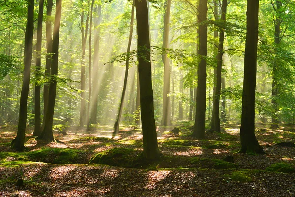 Herbstmorgen im Wald — Stockfoto