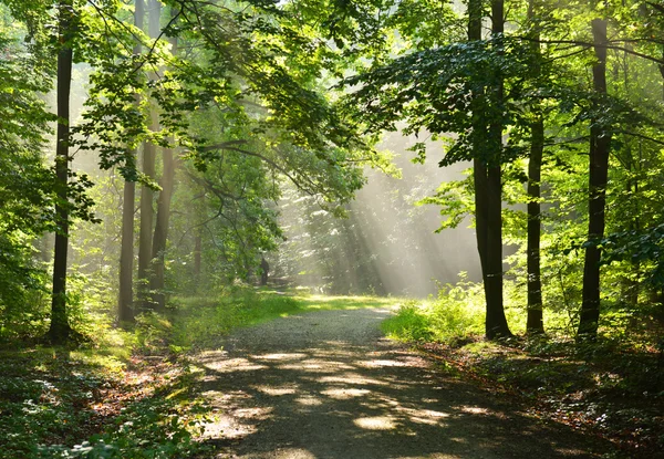 Matin d'automne dans la forêt — Photo