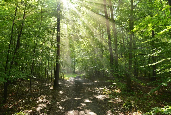 Autunno mattina nella foresta — Foto Stock