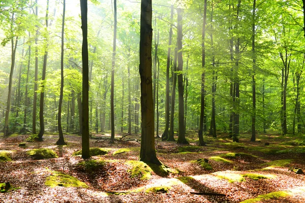 Mañana de otoño en el bosque — Foto de Stock