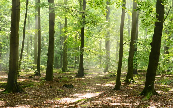 Höst morgon i skogen — Stockfoto