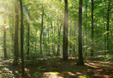 Ormanda sonbahar sabahı