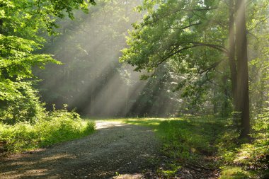 Ormanda sonbahar sabahı