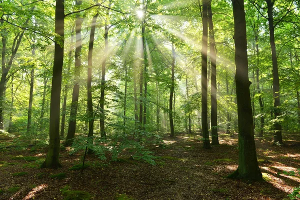 Autumn morning in the forest — Stock Photo, Image