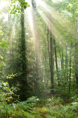 Ormanda sonbahar sabahı