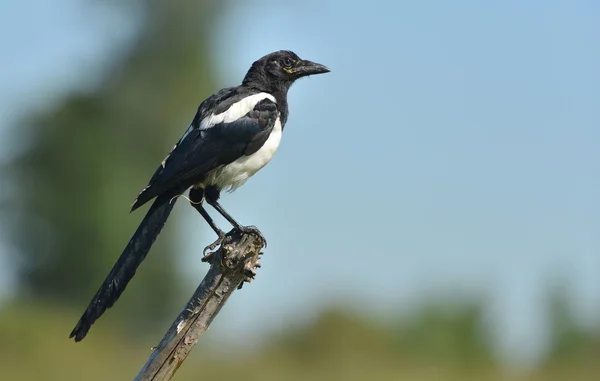 Urraca pájaro en la rama —  Fotos de Stock