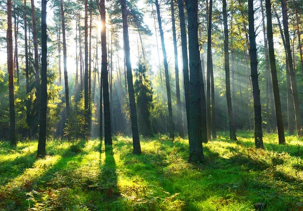 Autunno mattina nella foresta — Foto Stock