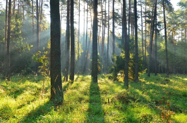 Осень утром в лесу — стоковое фото