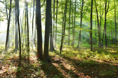 Ormanda sonbahar sabahı