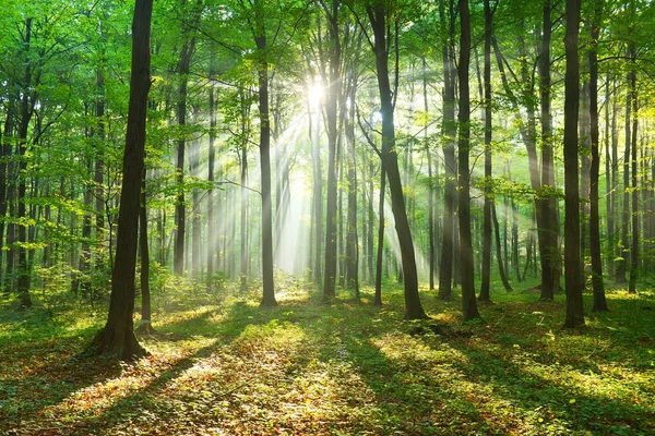 Осень утром в лесу — стоковое фото