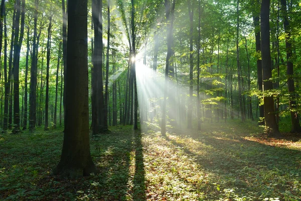 Herbstmorgen im Wald — Stockfoto