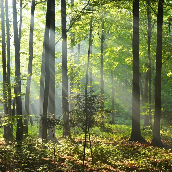 Autunno mattina nella foresta — Foto Stock