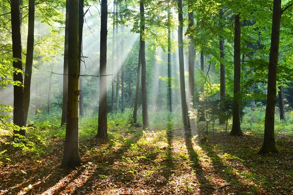 Höst morgon i skogen — Stockfoto