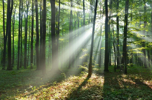 Herbstmorgen im Wald — Stockfoto