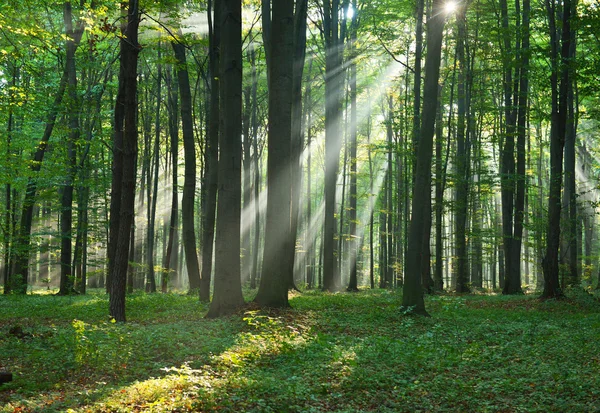 Herfstochtend in het bos Stockfoto