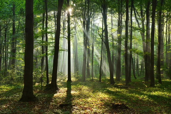 Autumn morning in the forest Stock Picture