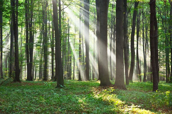 Herbstmorgen im Wald — Stockfoto