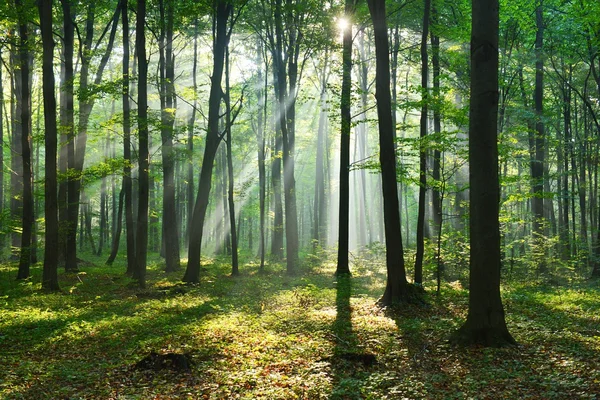 Manhã de outono na floresta — Fotografia de Stock