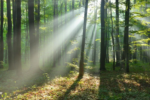 Herfstochtend in het bos — Stockfoto