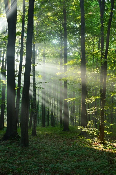 Herfstochtend in het bos Stockfoto