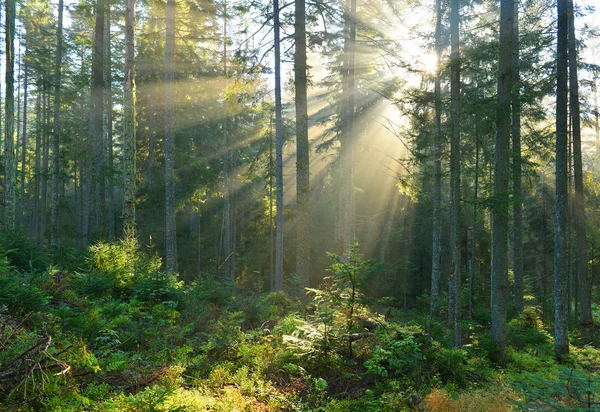 Herbstmorgen im Wald — Stockfoto