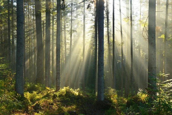 Efterår morgen i skoven - Stock-foto