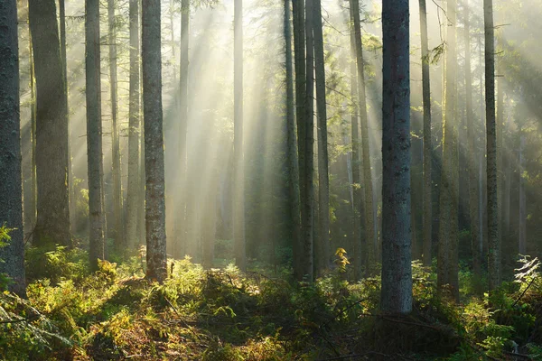 Herbstmorgen im Wald — Stockfoto