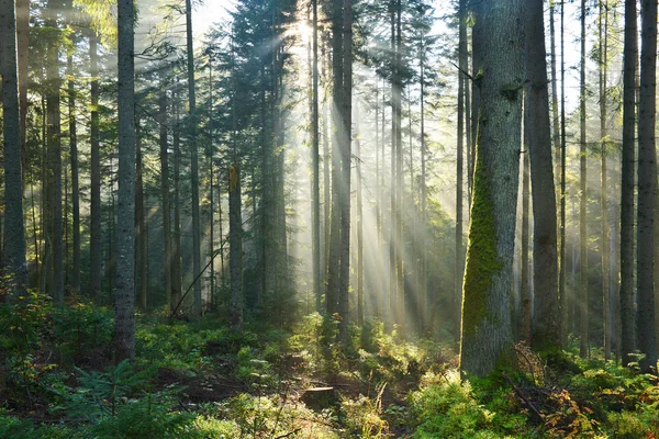 Podzimní ráno v lese — Stock fotografie