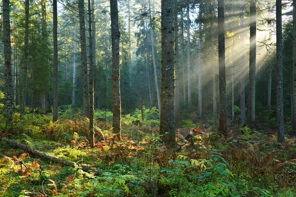 Herbstmorgen im Wald — Stockfoto