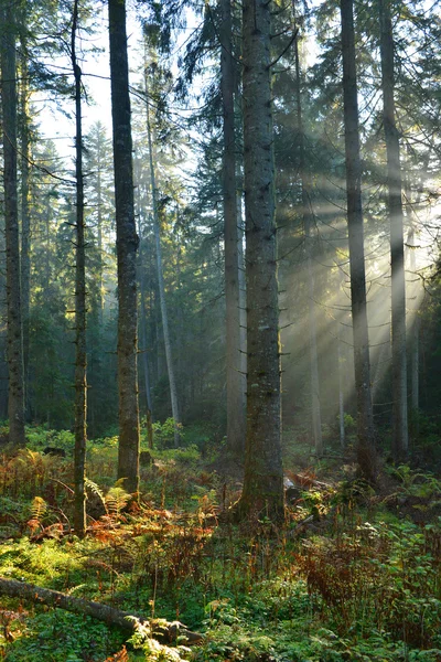 Podzimní ráno v lese — Stock fotografie