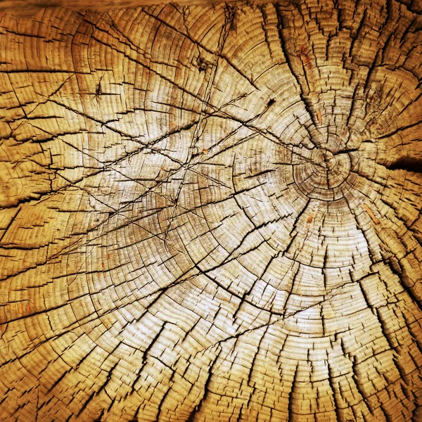 Tekstury pniu drzewa — Zdjęcie stockowe