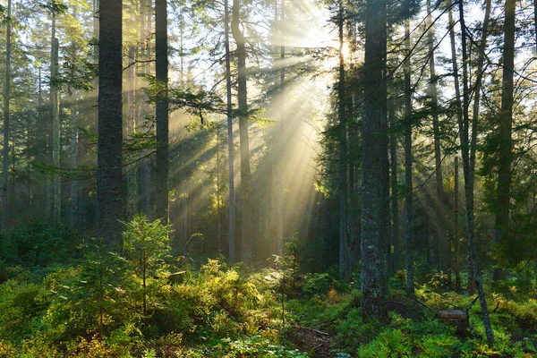 Herbstmorgen im Wald — Stockfoto