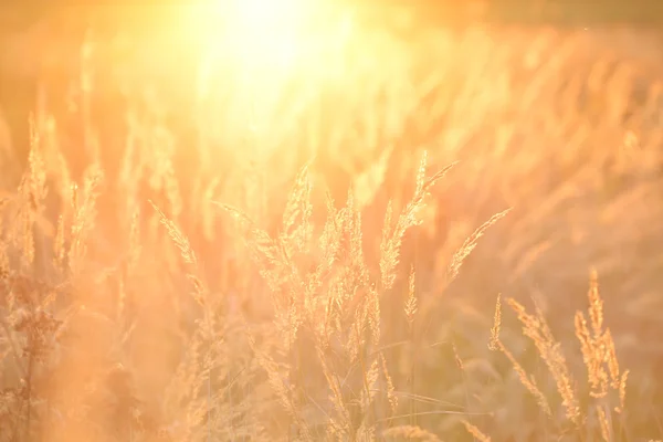 Hierba en el campo durante la puesta del sol — Foto de Stock