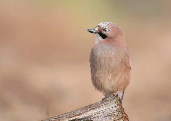 Nötskrika fågel — Stockfoto