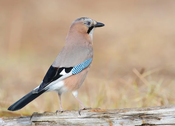 Eurasiático Jay bird — Fotografia de Stock