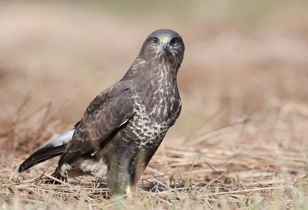 Buizerd - buteo buteo — Stockfoto